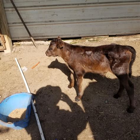 Calves for sale in texas - El Campo, Texas 77437. Phone: (979) 541-6703. 52 Miles from Victoria, Texas. Email Seller Video Chat. 30 Young Gentle Bred Brangus and Pairs. 2 1/2 to 4 1/2 yrs old. 14 calves on the ground. Get Shipping Quotes. View Details. 3. Updated: Tuesday, August 22, 2023 09:26 AM.